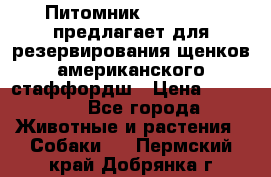 Питомник KURAT GRAD предлагает для резервирования щенков американского стаффордш › Цена ­ 25 000 - Все города Животные и растения » Собаки   . Пермский край,Добрянка г.